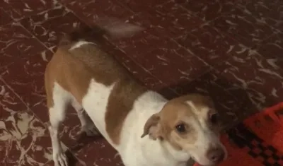 'Sasha' está extraviada entre el barrio Cevillar y San José.