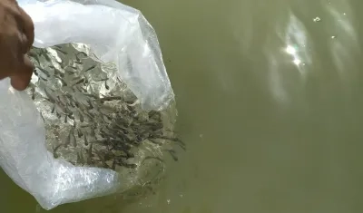 Alevinos de bocachico.