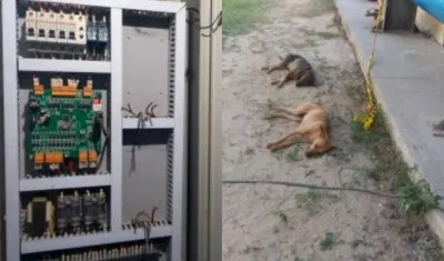 Equipos de la empresa y los perros envenenados.