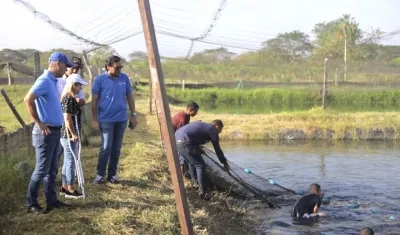 Recogiendo la cosecha de tilapia negra.