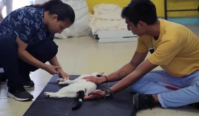 Una médico veterinaria prepara a un gato para ser esterilizado en el balneario de Cancún.