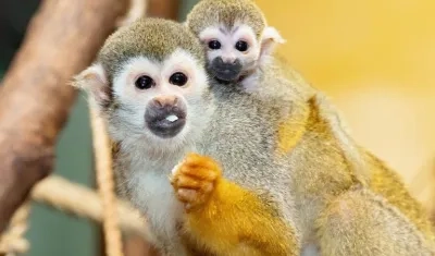 Imagen de referencia.