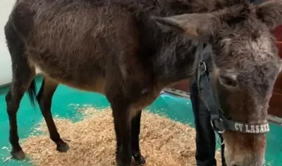 Mula maltratada a la que le fue aplicada la eutanasia.