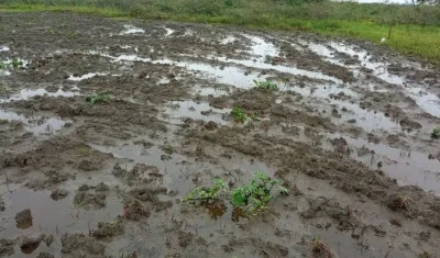 Cultivos de frutas como patilla y melón quedaron bajo el agua.