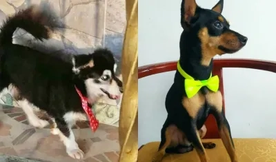 Mascotas extraviadas en los barrios José Antonio Galán y El Silencio, respectivamente. 