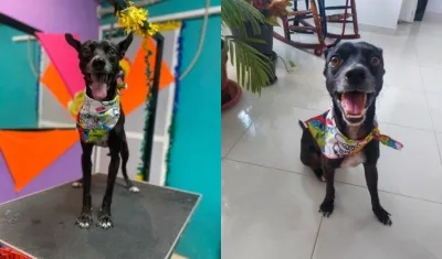 ‘Milo’, la mascota extraviada en San Felipe.