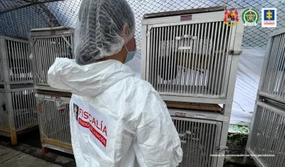 Intervención de las autoridades para el rescate de los monos.