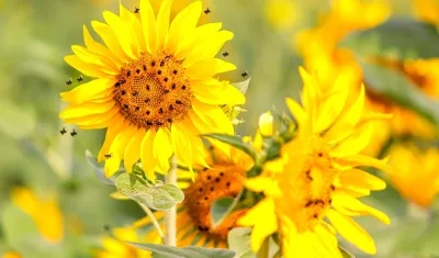 Las abejas 'enreda cabello' en los girasoles.