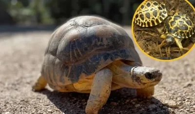 Después de 90 años tortuga se convierte en padre por primera vez.