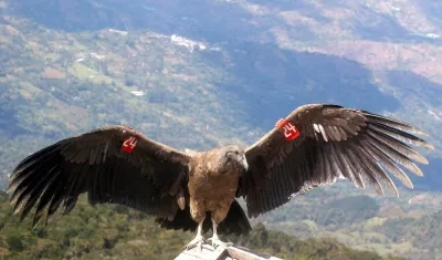 Cóndor de los Andes en Boyacá, ejemplar bajo protección.