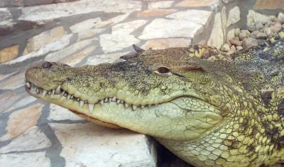 Un caimán como este se encontró el hombre atacado por el reptil en la puerta de su vivienda en Florida.