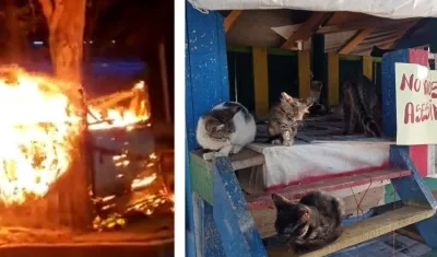 Los gatos de calle permanecen en el polideportivo de Santa Marta