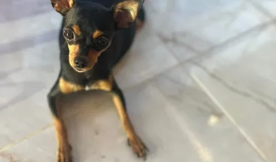 Mascota extraviada en Los Almendros.