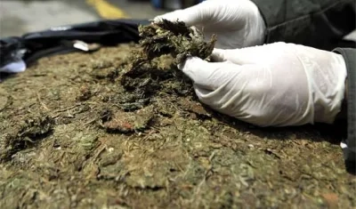 Las autoridades manipulan marihuana incautada. 