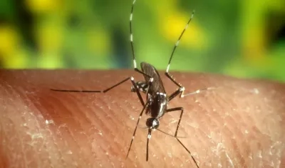 Mosquito transmisor del dengue.