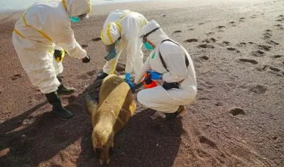 Lobo marino examinado en una playa de Perú.