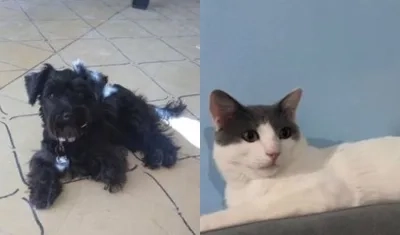 'Lulu' y 'Dominguito' se encuentran desaparecidos. 