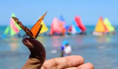 Exposición a gran formato “Mariposas marinas”. 