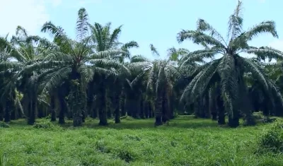 La plaga amenaza a las miles de hectáreas sembradas.