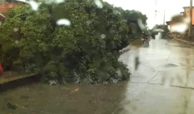 Árboles caídos sobre las vías.