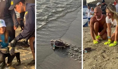 Tres momentos de la liberación de tortugas.