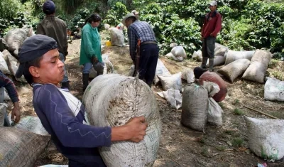 Grupo de agricultores durante una cosecha de granos de café.