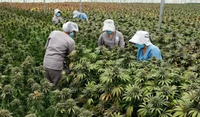 Cultivo de cannabis para exportación y uso medicinal.