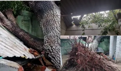 Viviendas destechadas y árboles caídos en Malambo. 