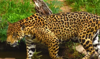 Así es uno de los jaguares asesinado en Antioquia. 