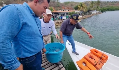 Liberación de los caballitos de mar en Venezuela. 