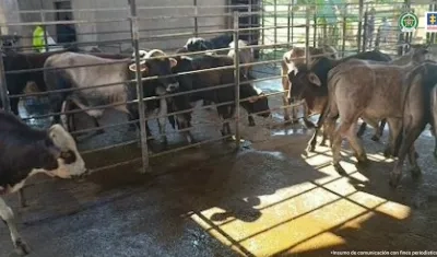 Sacrificaban ganado vacuno y porcino a gran escala sin los permisos de ley.