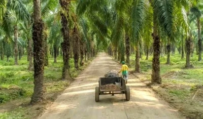 Entre enero y abril de este año la producción de palma de aceite alcanzó 728.600 toneladas