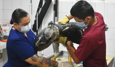 Verinarios revisan un águila arpía herida en Florencia