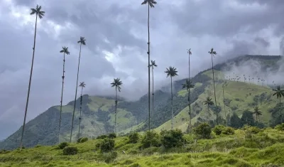 Fotografía cedida por Walt Disney World Resort donde se aprecia una vista del Valle del Cocora, en el Quindío