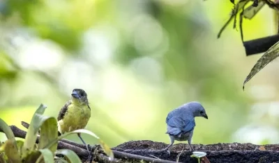 Dos aves tangaras en Ecuador.