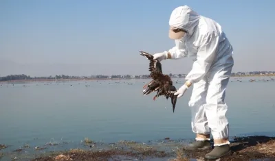 Muerte de aves marinas.