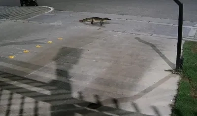 La babilla en una de las calles de Alameda del Río.