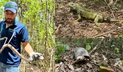 Autoridad ambiental de Barranquilla devolvió a su hábitat a animales silvestres.