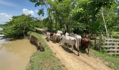 Erosión en el Río Sinú