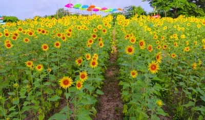 Cultivo de girasoles