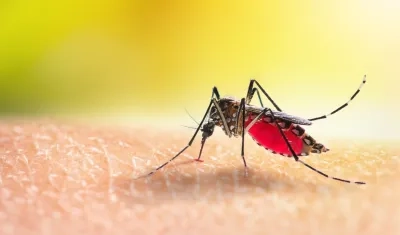 La malaria se transmite por la picadura de mosquito. 