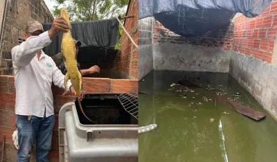 Babillas halladas en la vivienda donde se realizó el allanamiento. 