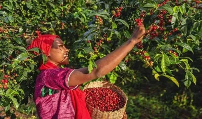 El invierno ha afectado la producción de café