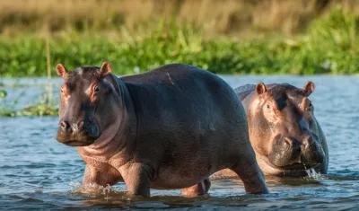 Recientemente se presentó un grave accidente de tránsito en Puerto Triunfo, en el que murió un hipopótamo