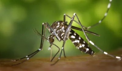 Aedes aegypti, mosquito transmisor del dengue.