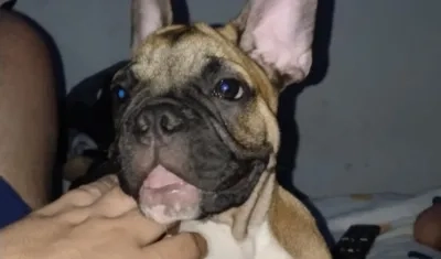 "Bolt", el bulldog francés desaparecido.