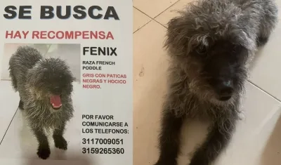 "Fénix Andrés" se extravió el domingo en la mañana.