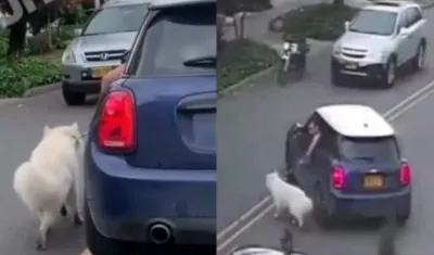 Conductor arrastrando al perrito en vía concurrida cercana a Unicentro.