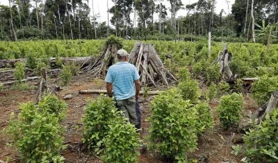 Campesino en un cultivo de coca en el Guaviare.