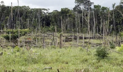 Selva amazónica deforestada.